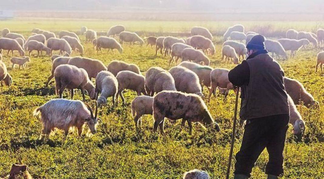 Ανοίγει η πλατφόρμα για την έκτακτη ενίσχυση κτηνοτρόφων